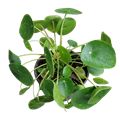  Peperomioide Chinese Money Plant